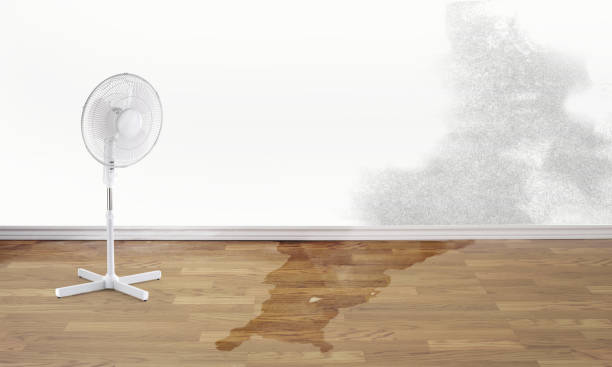 Best Mold removal after water damage  in Bourg, LA